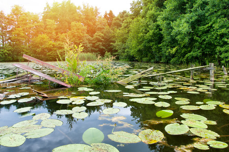 View on the river with many water liliesの写真素材