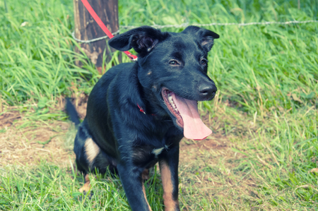 Beautiful black dog in parkの写真素材