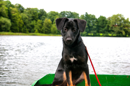 Beautiful black dog on fishing boatの写真素材