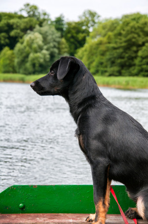 Beautiful black dog on fishing boatの写真素材