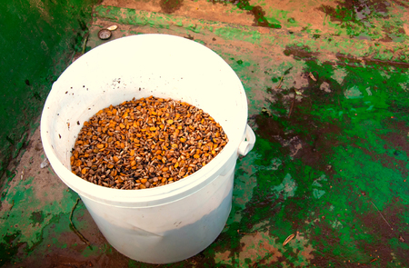 Bucket with a mix of grainsの写真素材