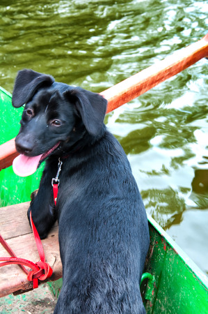 Beautiful black dog on fishing boatの写真素材