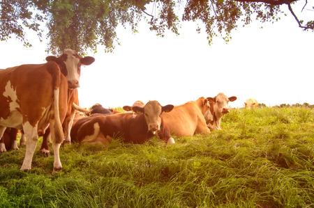 Cows grazing on a lovely green pastureの写真素材