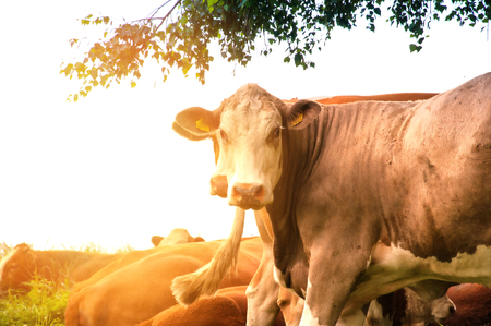 Cows grazing on a lovely green pastureの写真素材