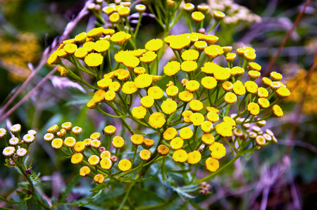 Plant of tansy (Tanacetum vulgare)