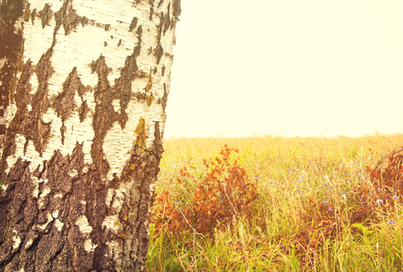 Birch trunk on a field backgroundの写真素材