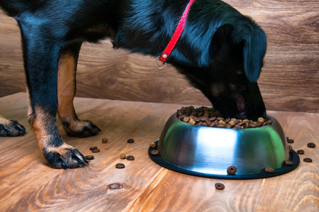 Dog eats food from a bowlの写真素材
