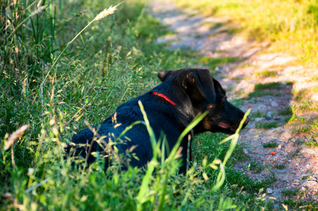 Happy black dog on countryの写真素材