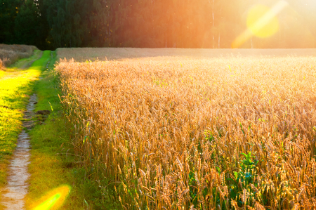 Sandy country road through the fieldsの写真素材