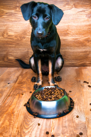 Dog is going to eat food from a bowlの写真素材