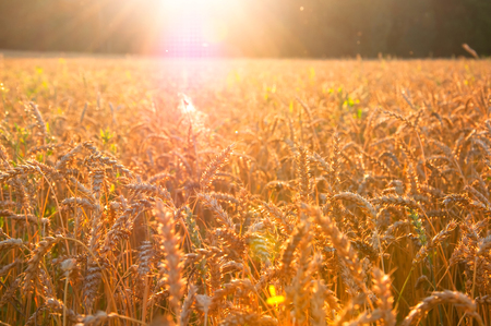 Golden ripe wheat earsの写真素材