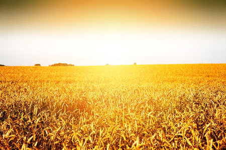 Golden ripe wheat earsの写真素材