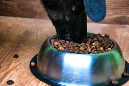 Dog eats food from a bowlの写真素材