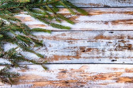 Spruce twigs on white vintage wooden backgroundの写真素材