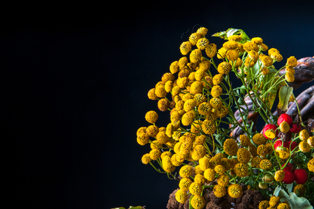 Yellow autumn flowers tansy. Copyspaceの写真素材
