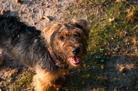 Yorkshire terrier on walk