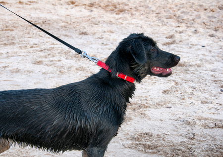 Black dog on a walk on the beach
