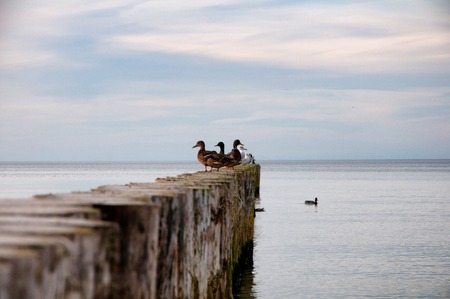 Breakwater and seagulls in the Baltic Seaの写真素材