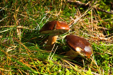 Two boletus in grass