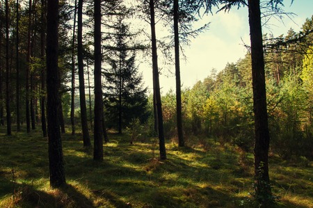 Deciduous forest in early autumn