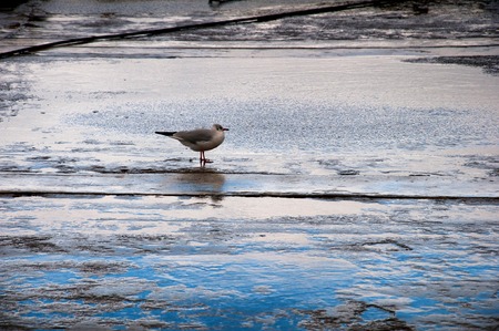 Coast of the Baltic Sea. Seagullの写真素材