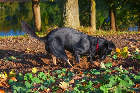 Small black dog digging a holeの写真素材