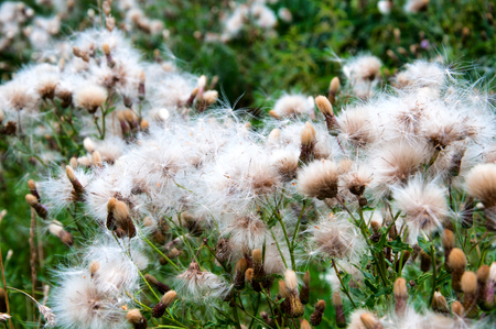 Thistle field after floweringの写真素材