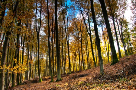 Beautiful forest in autumnの写真素材