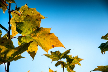Yellow leaves in autumn. Closeup