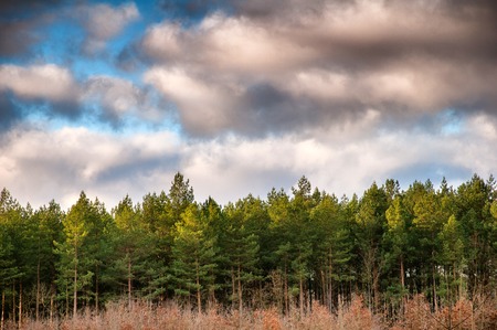 Heavy clouds over forestの写真素材