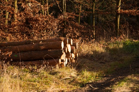 Stacked wood in forest