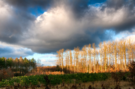 Heavy clouds over forestの写真素材
