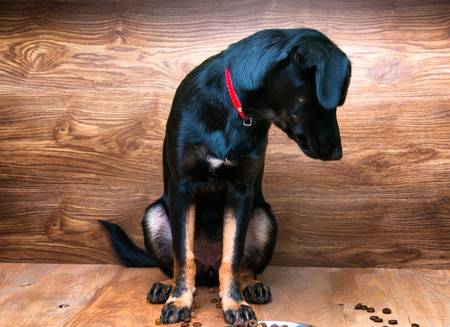 Black dog isolated on wooden backgroundの写真素材