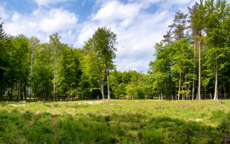 Edge of the forestの写真素材