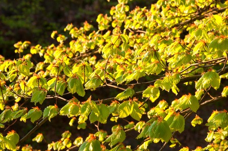Forest in spring closeup