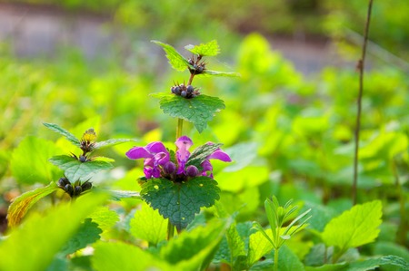 Digitalis Purpurea in forest