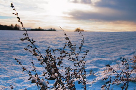Weathered plants on winter landscapeの写真素材