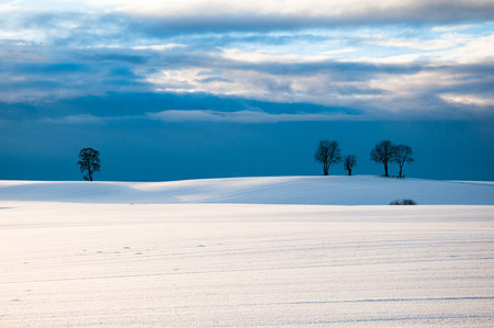 Single trees on field in winterの写真素材