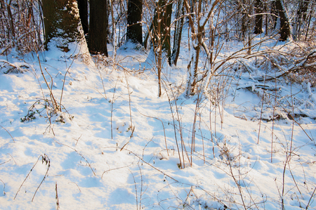 Weathered plants on winter landscapeの写真素材
