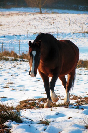 Beautiful brown horse grazing on snowy meadowの写真素材