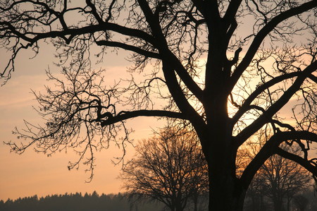 Silhouette of a tree on sunsetの写真素材