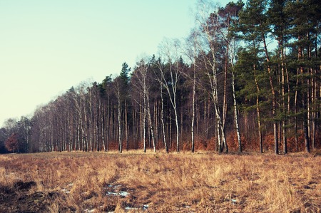Forest in the turn of autumn and winterの写真素材