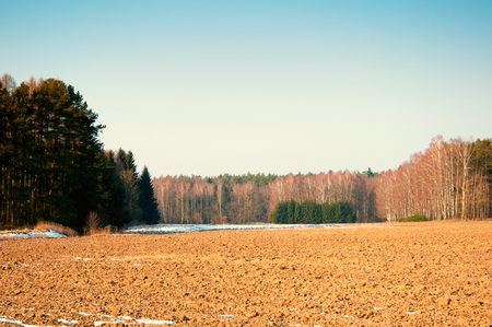 Forest in the turn of autumn and winterの写真素材