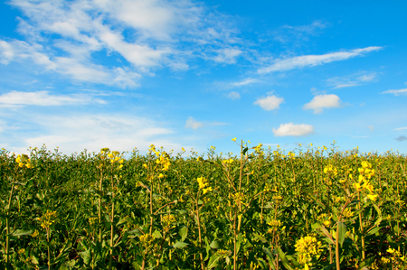 Rape field and blue skyの写真素材