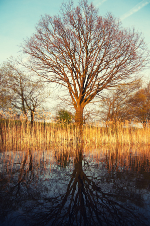 Mirror lake and treeの写真素材