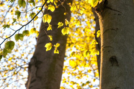 The green trees top in forest and blue skyの写真素材