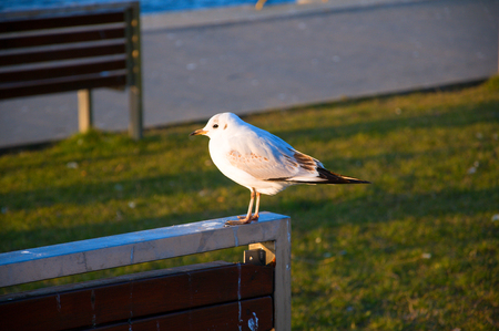 Seagull in city during summerの写真素材