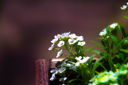 White flowers in spring timeの写真素材