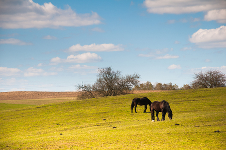 Two horses grazing on meadowの写真素材