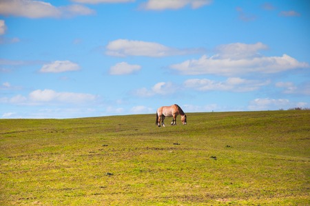 Horse grazing on meadowの写真素材